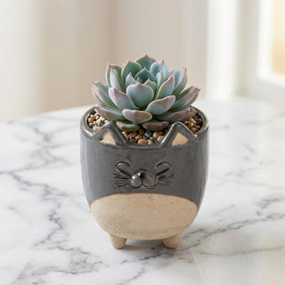 Mini pot - Chat
